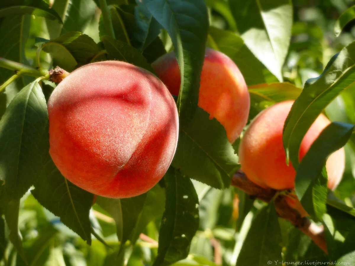 Саджанці персика Онтаріо Вайс, фото 1