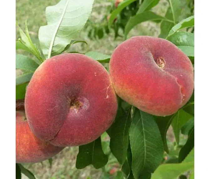 Саджанці інжирного персика Уфо 5, фото 1