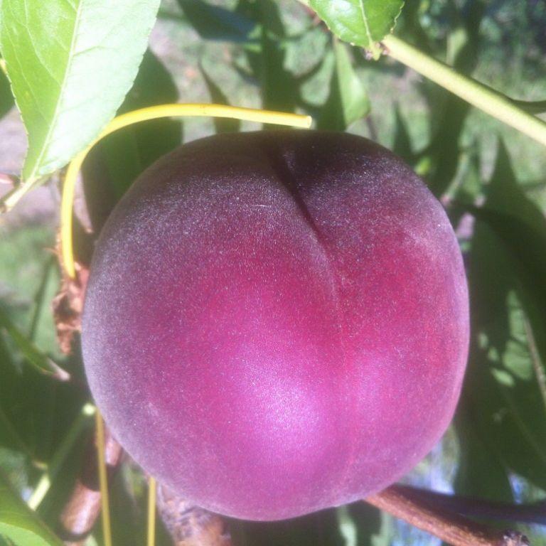 Саджанці персика Річ Леді, фото 1