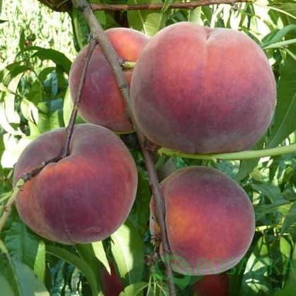 Саджанці персика Роял Джим, фото 1