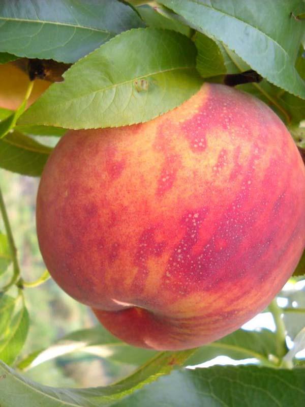 Саджанці персика Посол Миру, фото 1