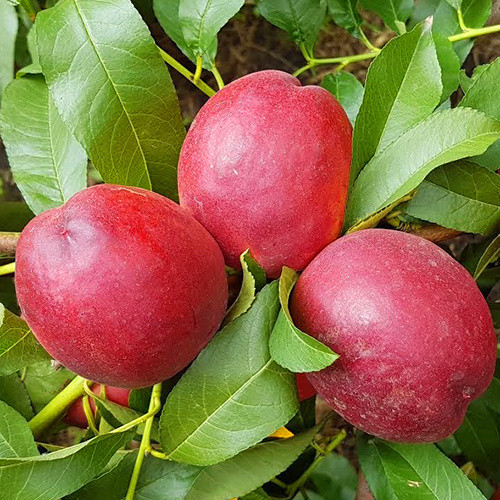 Саджанці нектарина Супер Квін, фото 1