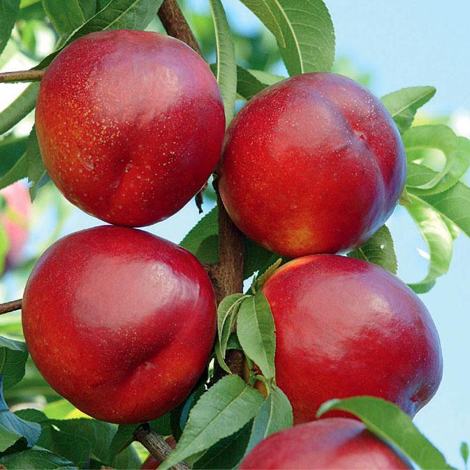 Саджанці нектарина Біг Топ, фото 1