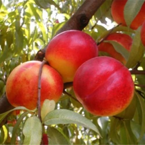 Саджанці нектарина Кіпарг, фото 1