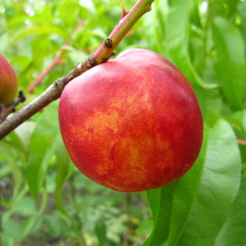 Саджанці нектарина Леді Еріка, фото 1