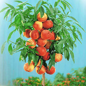 Саджанці колоновидного персика Золотий Тріумф