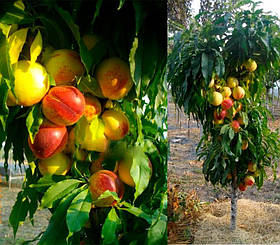 Саджанці колоновидного персикав Роман