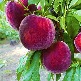 Саджанці колоновидного персика Принц