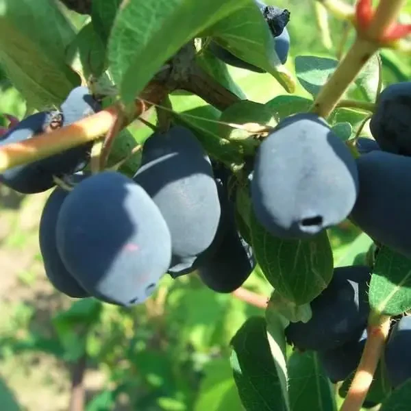 Саджанці жимолості їстівної Радість моя, фото 1