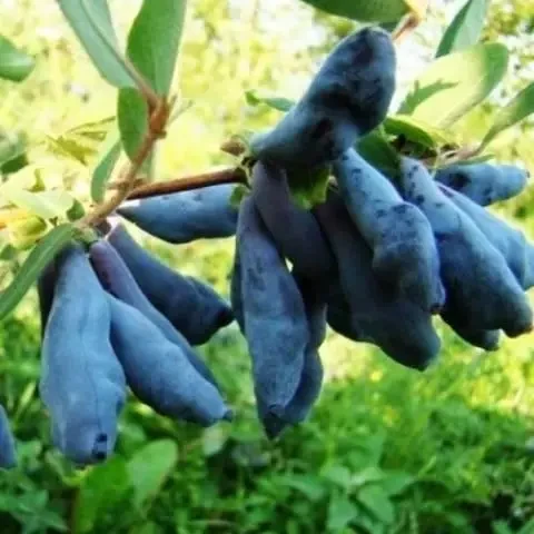 Саджанці жимолості їстівної Донька Велетня, фото 1