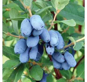 Саджанці жимолості їстівної Бореал Біст, фото 1