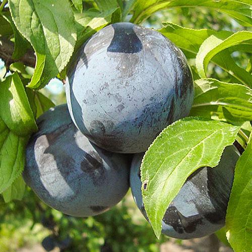 Саджанці сливи Блек Амбер, фото 1