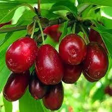 Саджанці кизилу Лук'янівський