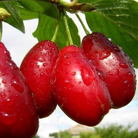 Саджанці кизилу Видубецький