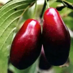 Саджанці кизилу Євгенія