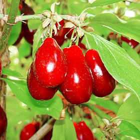 Саджанці кизилу Старокиївський