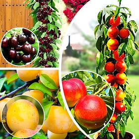 Комплект колоновидних дерев Десертний (вишня Малютка, нектарин Фантазія, слива Мірабель)