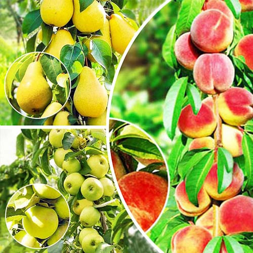 Комплект колоновидних дерев Фруктовий Коктейль (персик Тотем Садівника, яблуня Малюха,груша Декора), фото 1