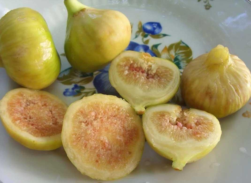 Саджанці інжиру Медовий, фото 1