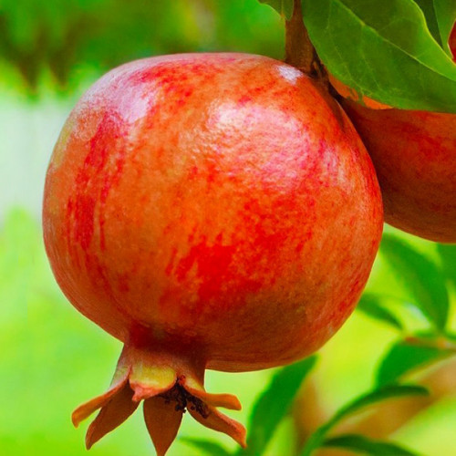 Гранат Кримський Смугастий, фото 1