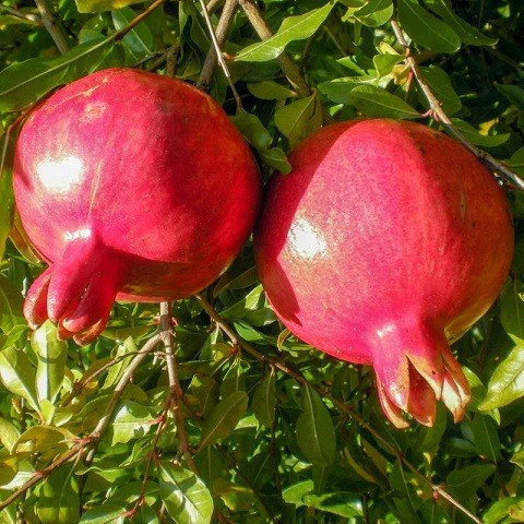 Гранат Східний, фото 1