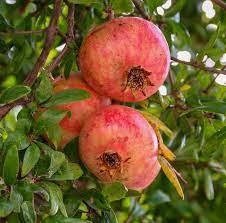 Гранат Нікітський ранній, фото 1