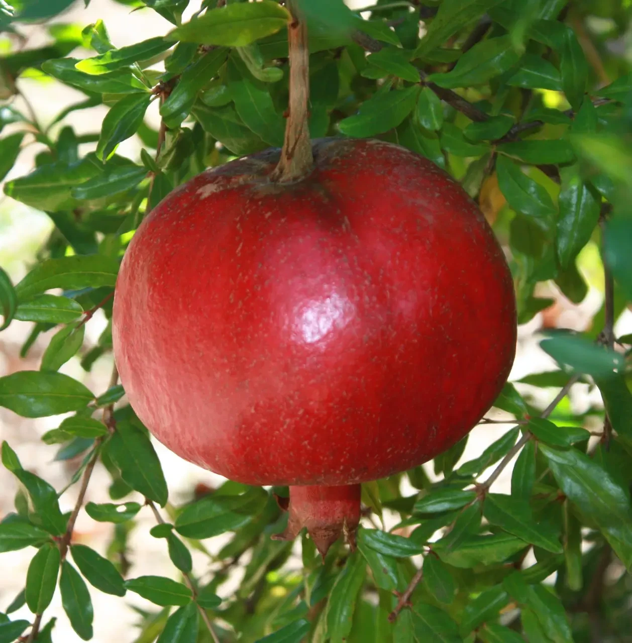 Гранат Херсонський, фото 1