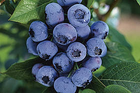 Лохина Беркл