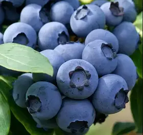 Лохина Елліот