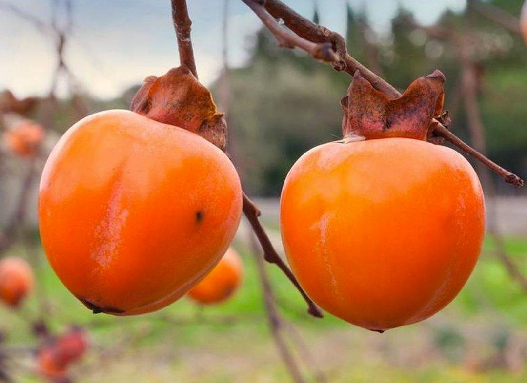 Хурма Гора Говерла, фото 1