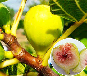 Інжир Кадота