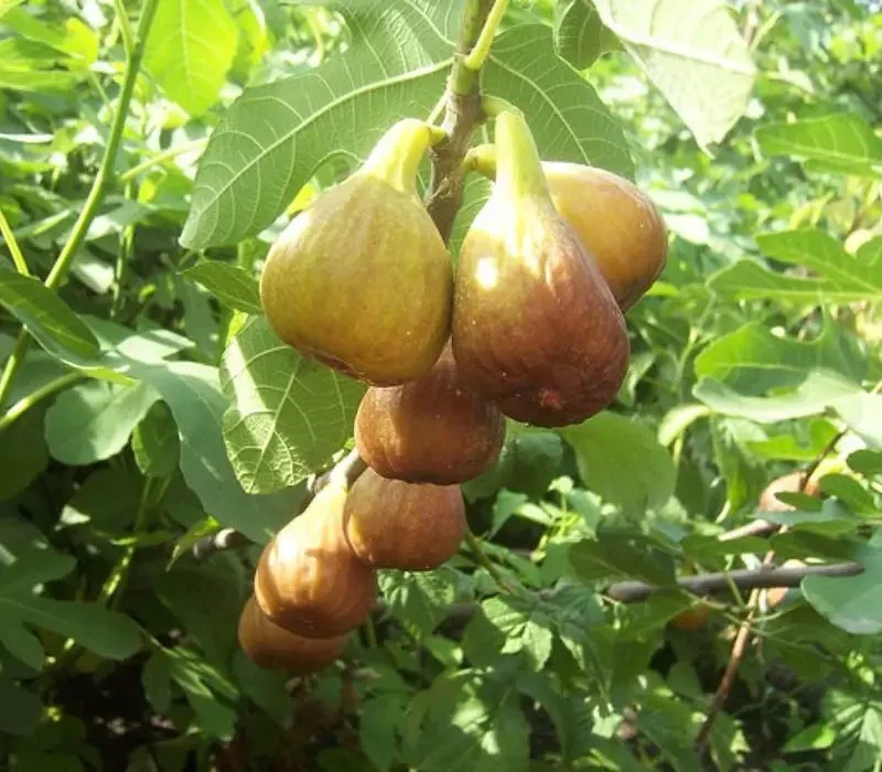 Інжир Брунсвік, фото 1