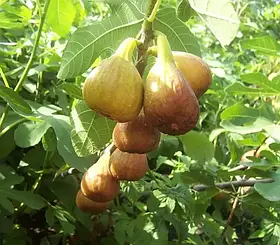 Інжир Брунсвік