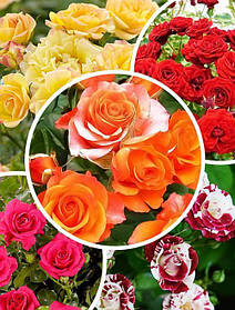 Комплект плетистих троянд 5 різних сортів (різні кольори)