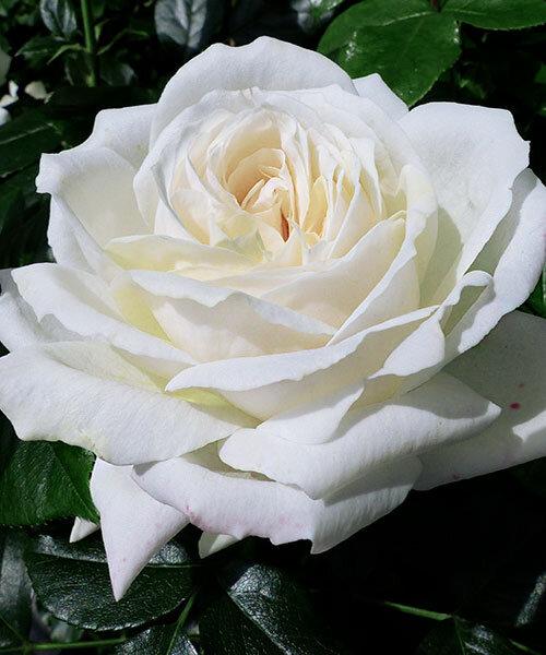 Саджанці троянд Ред Піано, фото 1