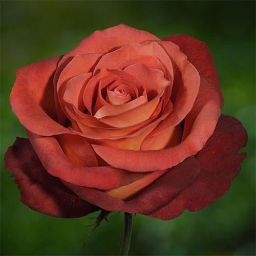 Саджанці троянд Кофе Брейк, фото 1