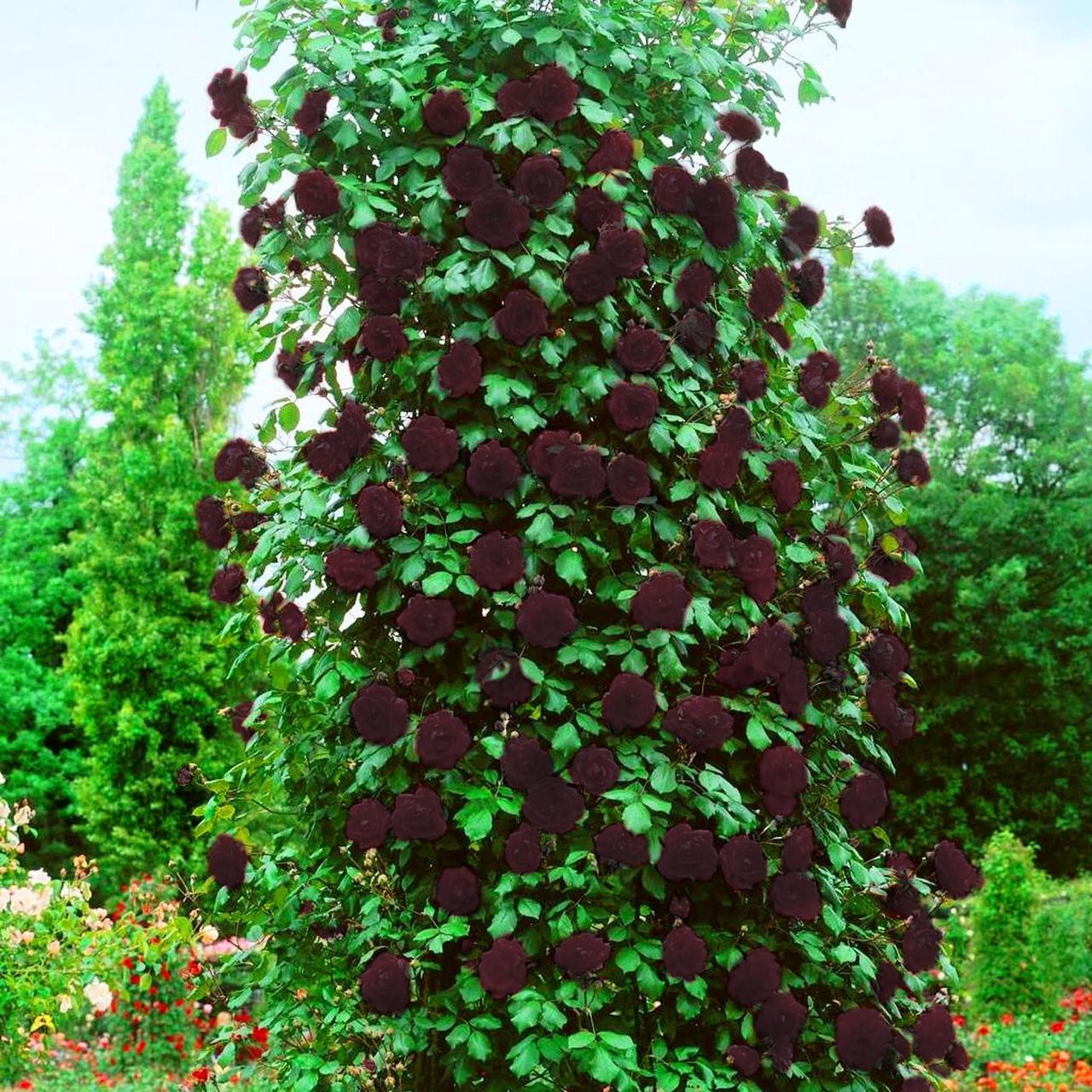 Саджанці плетистої троянди Чорний принц, фото 1