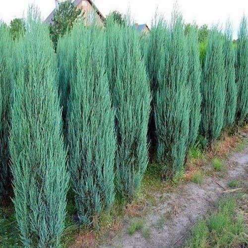 Ялівець скельний Blue Arrow, фото 1