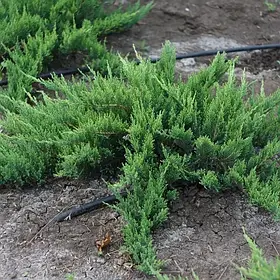 Ялівець козацький (JUNIPERUS SABINA)