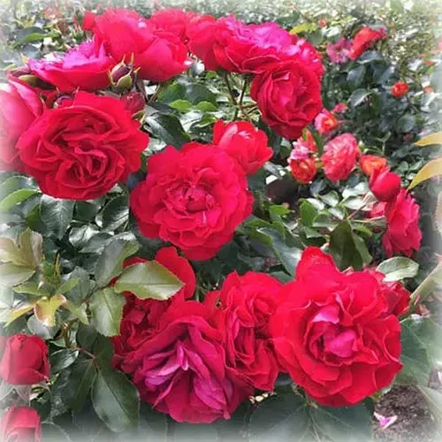 Саджанці Англійської троянди Колосаль, фото 1