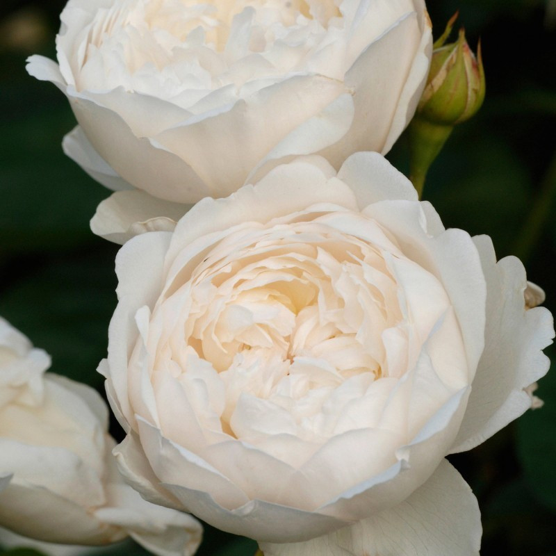 Саджанці Англійської троянди Глеміс Кастл, фото 1