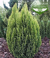 Chamaecyparis lawsoniana 'Ellwood's Empire', Кипарисовик Лавсона "Елвудс Ємпайр",P9 гірник 9х9х9