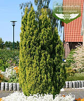 Chamaecyparis lawsoniana 'Ellwood's Gold', Кипарисовик Лавсона 'Елвудс Голд',P9 - горщик 9х9х9