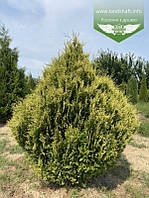 Thuja occidentalis 'Stolwijk', Туя західна 'Столвік',P9 - горщик 9х9х9,10-15см