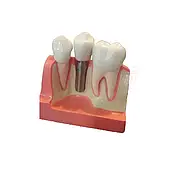 Демонстраційні моделі