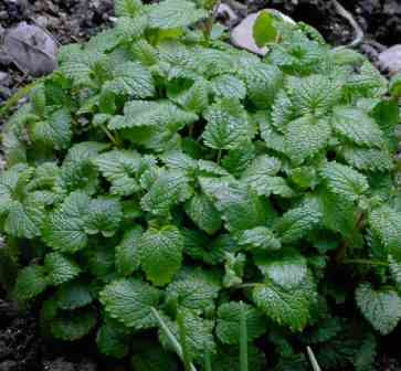 Меліса, фото 1