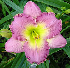 Лілейник Chance Encounter