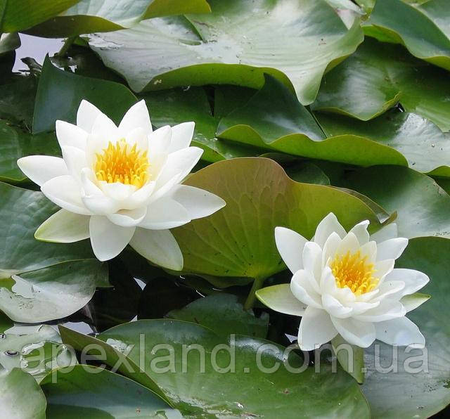 біле латаття Marliacea Albida купити біле латаття в Україні