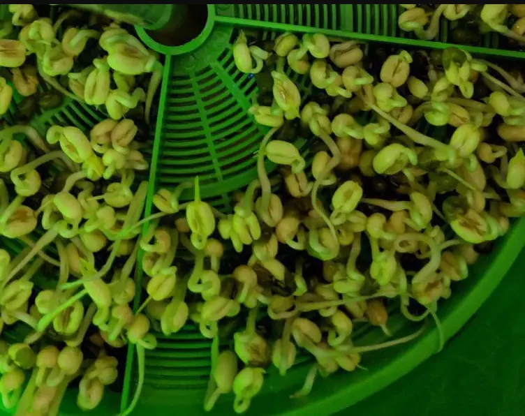 Автоматичний пророщувач насіння ДоброСад (з таймером) - фото 2 - id-p1865184812