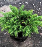 Ялина звичайна подушкоподібна 3 роки h 20 см d 25 см, фото 3